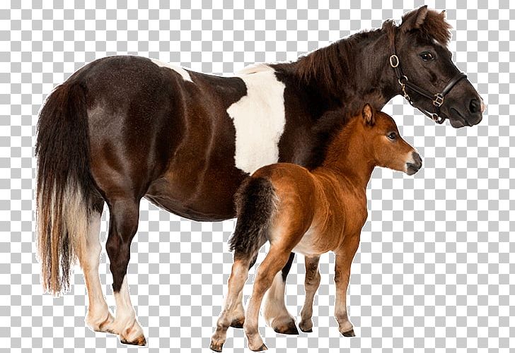 Foal Stallion Uelzener Versicherungen Mustang Pony PNG, Clipart, Accident, Assurer, Colt, Equestrian, Farrier Free PNG Download