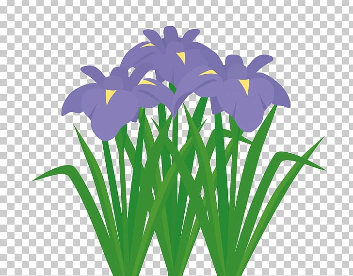 Iris Sanguinea Sweet Flag Iris Ensata Var. Ensata Japanese Iris PNG, Clipart, 3128, Flora, Flower, Flowering Plant, Flowerpot Free PNG Download