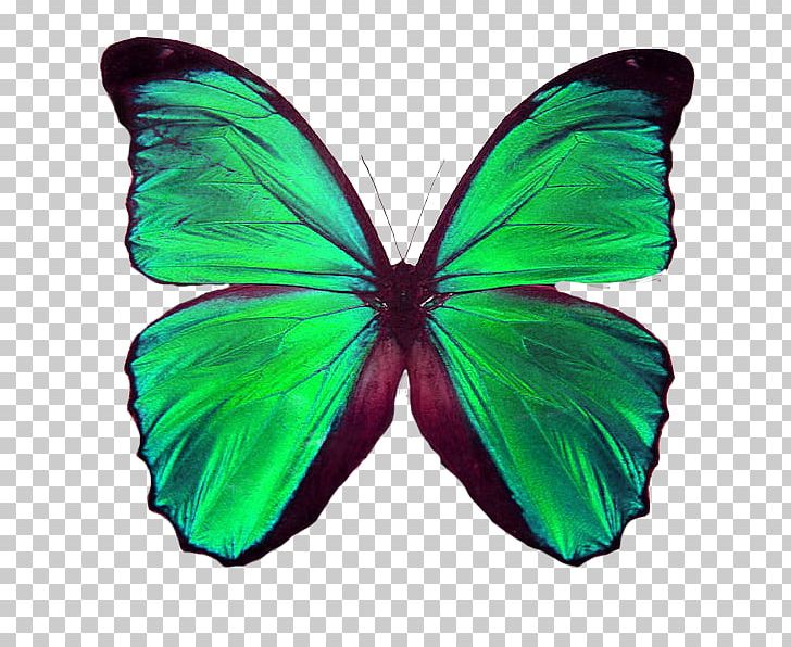 Monarch Butterfly Insect Green Hairstreak PNG, Clipart, Besant S R L, Birdwing, Blue, Brush Footed Butterfly, Butterflies And Moths Free PNG Download