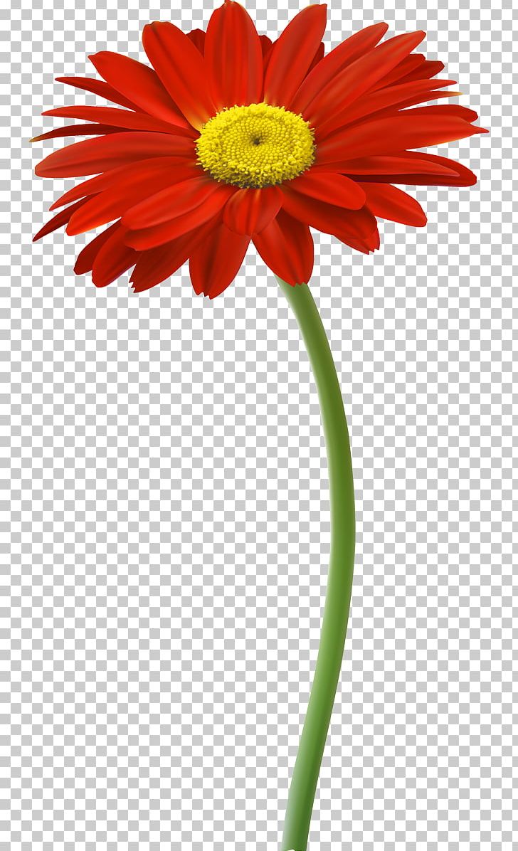Rock Me Baby Records Parenting Transvaal Daisy Cut Flowers PNG, Clipart, Camomile, Community, Concert, Cut Flowers, Daisy Family Free PNG Download