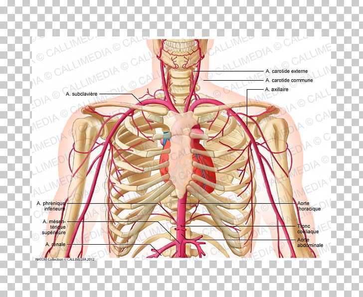 Supratrochlear Artery Head And Neck Anatomy External Carotid Artery PNG, Clipart, Abdomen, Anatomy, Arm, Artery, Costume Design Free PNG Download