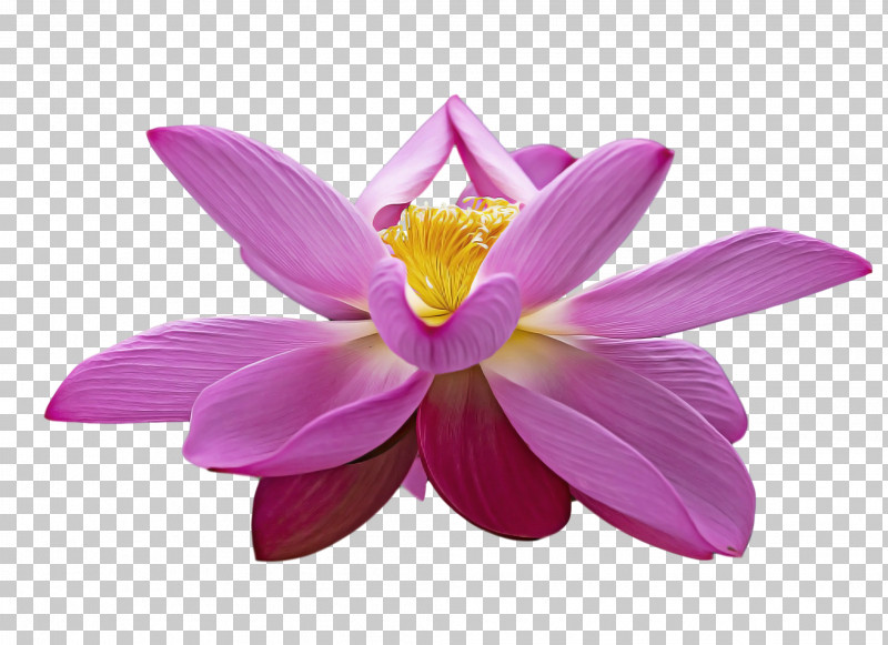 Lotus Flower Summer Flower PNG, Clipart, Cartoon, Drawing, Floral Design, Flower, Logo Free PNG Download