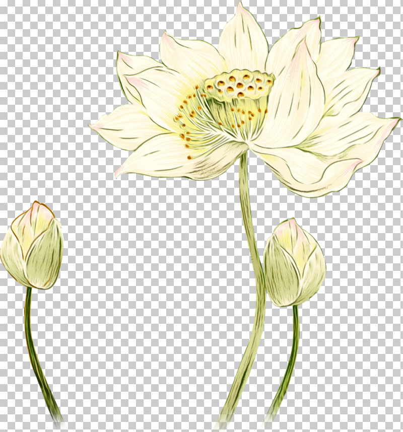 Flower Plant Pedicel Yellow Petal PNG, Clipart, Aquatic Plant, Cut Flowers, Flower, Lotus Family, Paint Free PNG Download