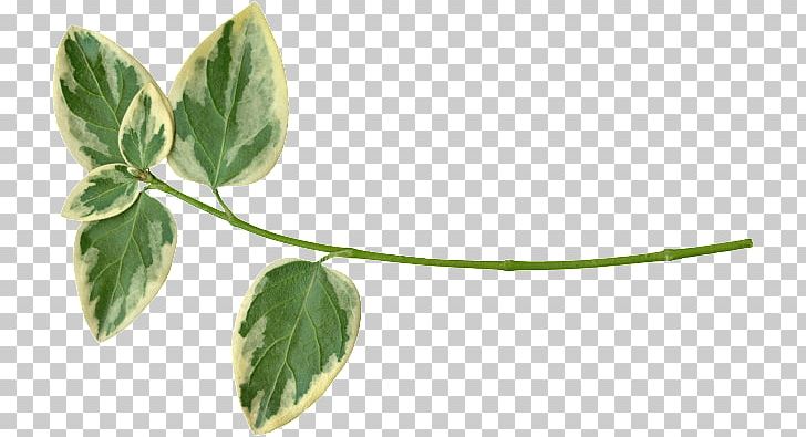 Leaf Plant Stem Herb PNG, Clipart, Follaje, Herb, Leaf, Plant, Plant Stem Free PNG Download