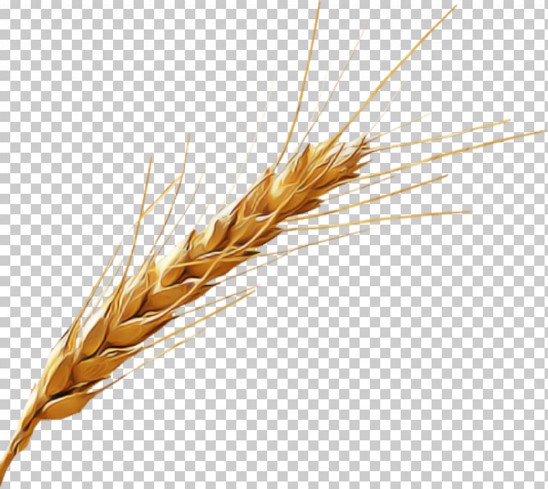 Wheat PNG, Clipart, Barley, Cereal, Cereal Germ, Crop, Durum Free PNG Download