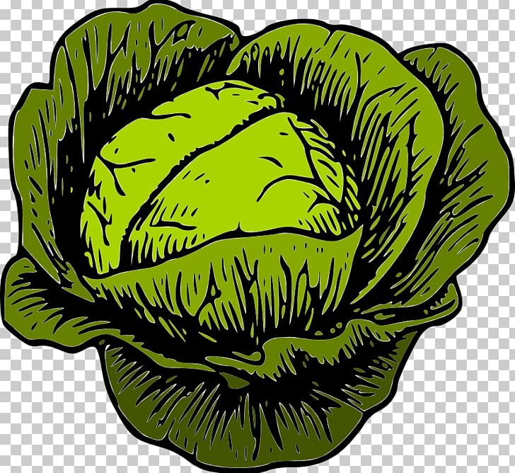 Savoy Cabbage Leaf Vegetable PNG, Clipart, Brassica Oleracea, Brussels Sprout, Cabbage Vector, Capitata Group, Cauliflower Free PNG Download