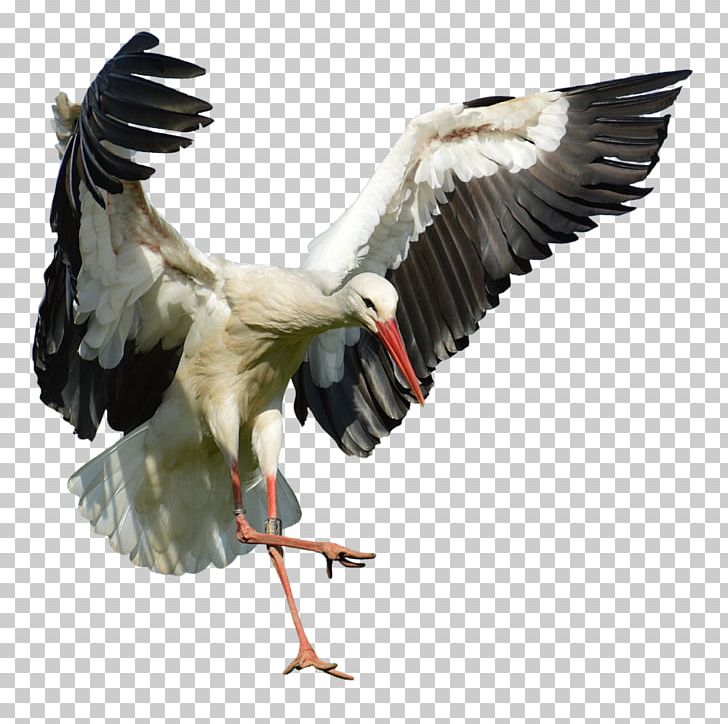 White Stork Bird Beak Flight Feather PNG, Clipart, Animals, Ardea, Beak, Bird, Ciconia Free PNG Download
