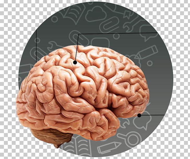 Human Body Human Brain Child Human Head PNG, Clipart, Anatomy, Brain, Brain Tumor, Child, Head Free PNG Download
