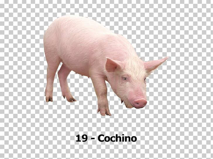 Large White Pig Miniature Pig Italian Landrace Pig Farming PNG, Clipart, Chino, Desktop Wallpaper, Domestic Pig, Fauna, Landrace Pig Free PNG Download
