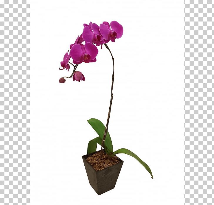 Moth Orchids Plant Cattleya Orchids Flower PNG, Clipart, Boat Orchid, Cattleya, Cattleya Orchids, Flora, Flower Free PNG Download