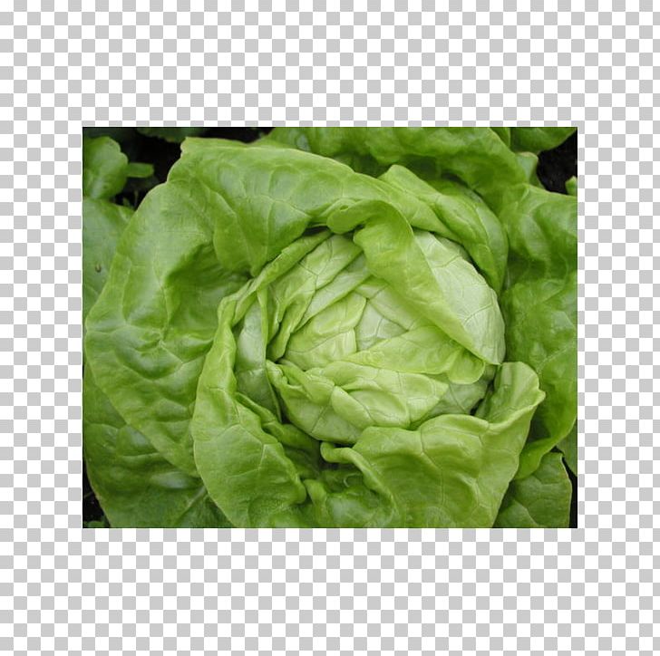 Romaine Lettuce Celtuce Leaf Vegetable Salad PNG, Clipart, 5 G, Celtuce, Cen, Chard, Dill Free PNG Download