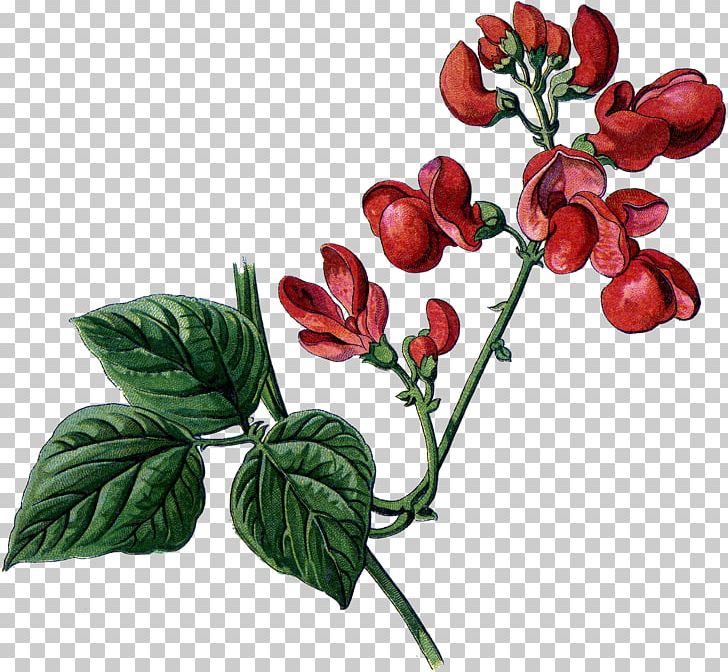 Drawing Plant PNG, Clipart, Botanical Illustration, Botany, Branch, Drawing, Flower Free PNG Download