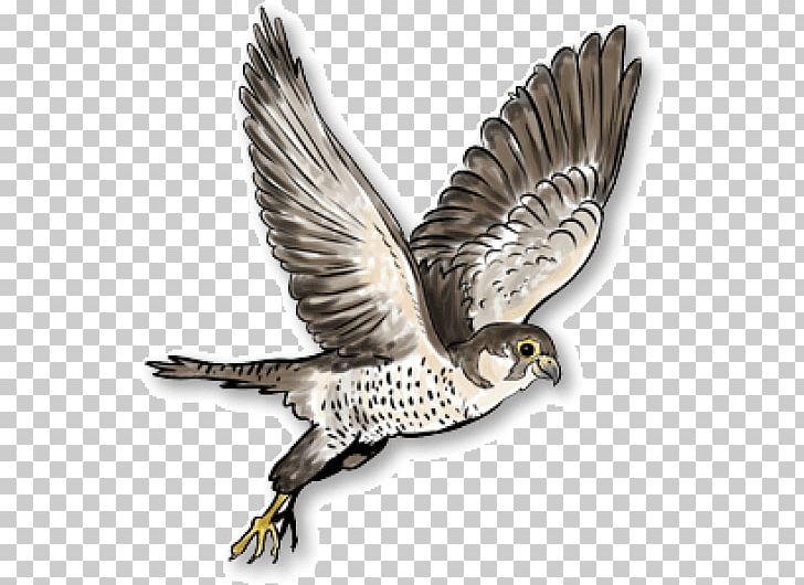 Portable Network Graphics Russia Austral Pacific Energy () Limited PNG, Clipart, Accipitriformes, Austral Pacific Energy Png Limited, Beak, Bird, Bird Of Prey Free PNG Download