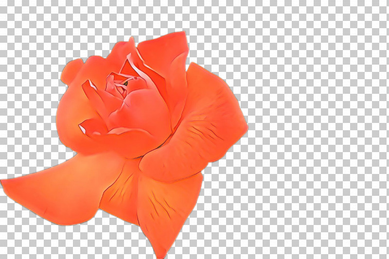 Orange PNG, Clipart, Cut Flowers, Flower, Orange, Peach, Perennial Plant Free PNG Download