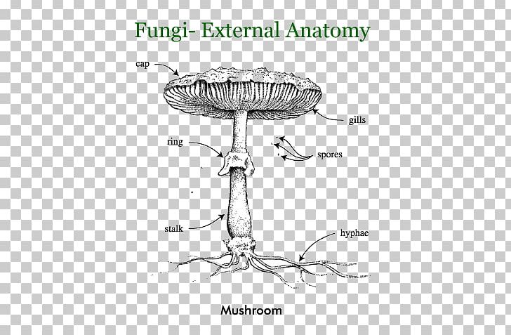 Fungus Comparative Anatomy Human Body Basidiomycetes PNG, Clipart, Anatomy, Artwork, Basidiomycetes, Biology, Black And White Free PNG Download