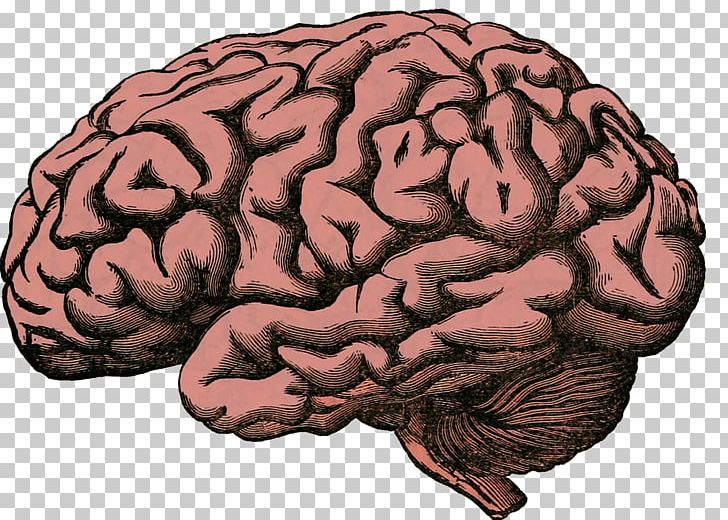 Human Brain Project Homo Sapiens Human Body PNG, Clipart, Anatomy, Axon, Brain, Brain Mapping, Brain Thinking Free PNG Download
