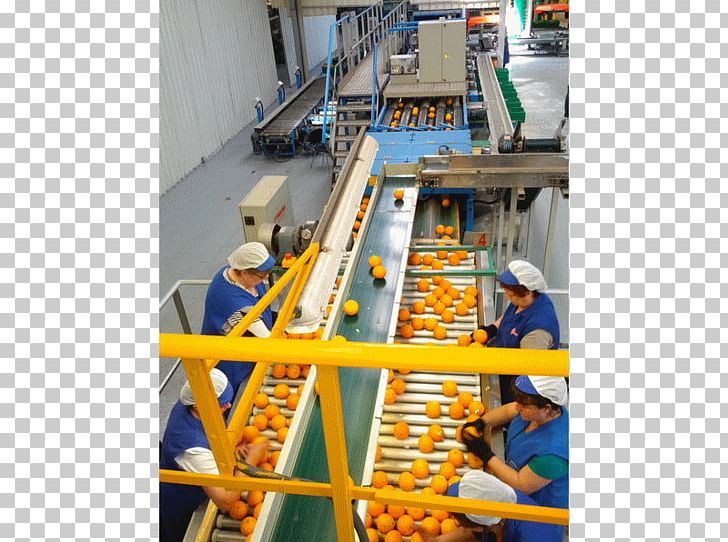 Mandarin Orange Juan Olaso Frutas Y Hortalizas Juan Olaso S.A. Clementine PNG, Clipart, Citrus, Clementine, Engineering, Export, Factory Free PNG Download