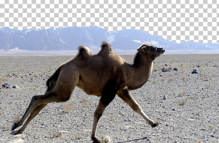 Wild Bactrian Camel Gobi Desert Endangered Species PNG, Clipart, Animal, Animals, Camel Vector, Cartoon Camel, Gobi Desert Free PNG Download