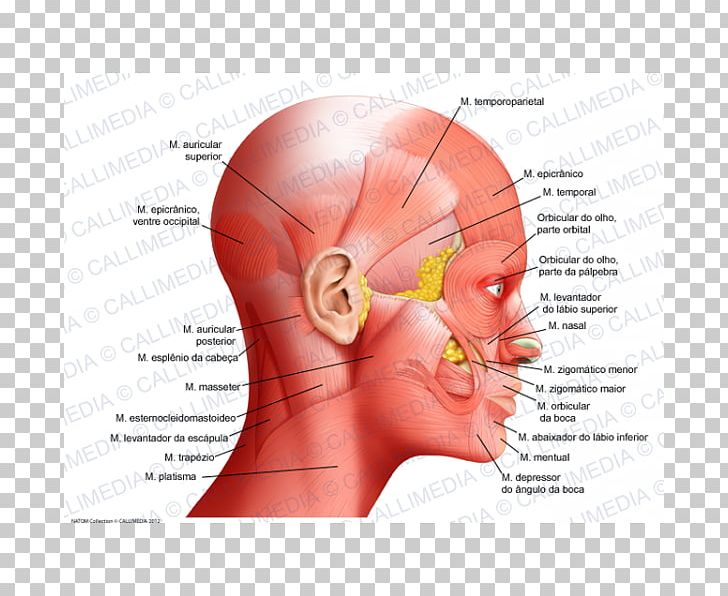 Atlas Der Anatomie Des Menschen Human Anatomy Head Neck PNG, Clipart, Anatomy, Atlas Der Anatomie Des Menschen, Biology, Face, Forehead Free PNG Download