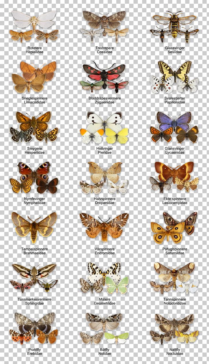 Butterfly Insect Honey Bee Moth Microlepidoptera PNG, Clipart, Arthropod, Butterflies And Moths, Butterfly, Det, Honey Bee Free PNG Download