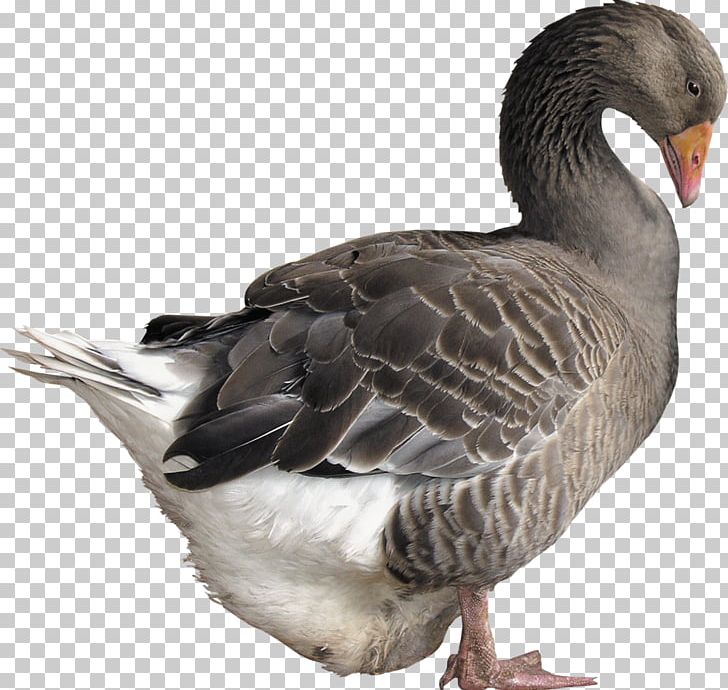 Goose Incubator File Formats Desktop PNG, Clipart, Animals, Beak, Bird, Canada Goose, Desktop Wallpaper Free PNG Download