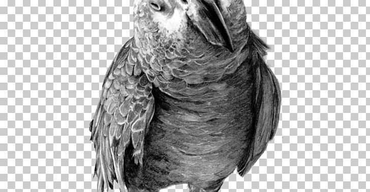 Parrot Drawing Birds Pencil Sketch PNG, Clipart, Art, Artist, Beak, Bird, Bird Of Prey Free PNG Download