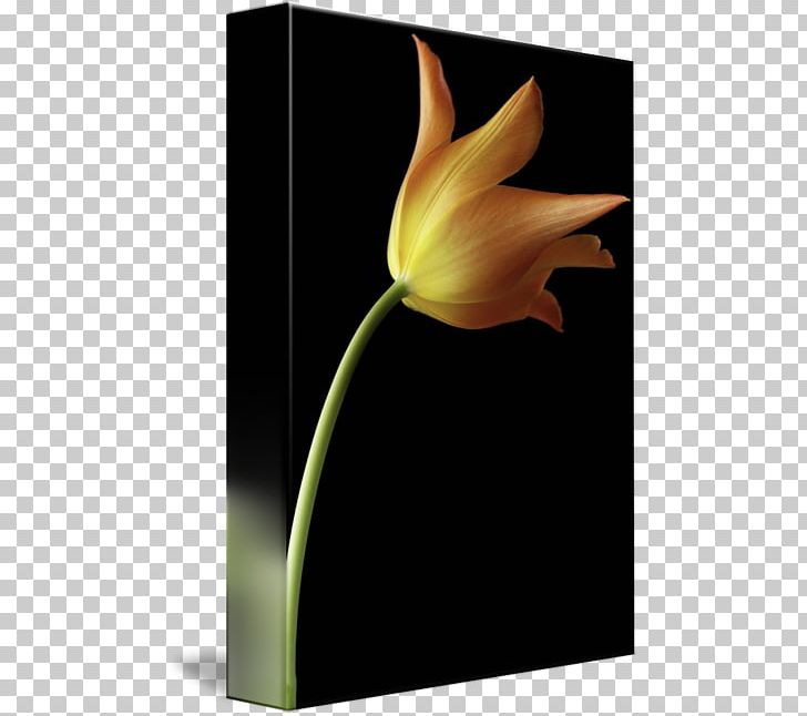 Still Life Photography Tulip Petal PNG, Clipart, Arum, Flower, Flowering Plant, Petal, Photography Free PNG Download