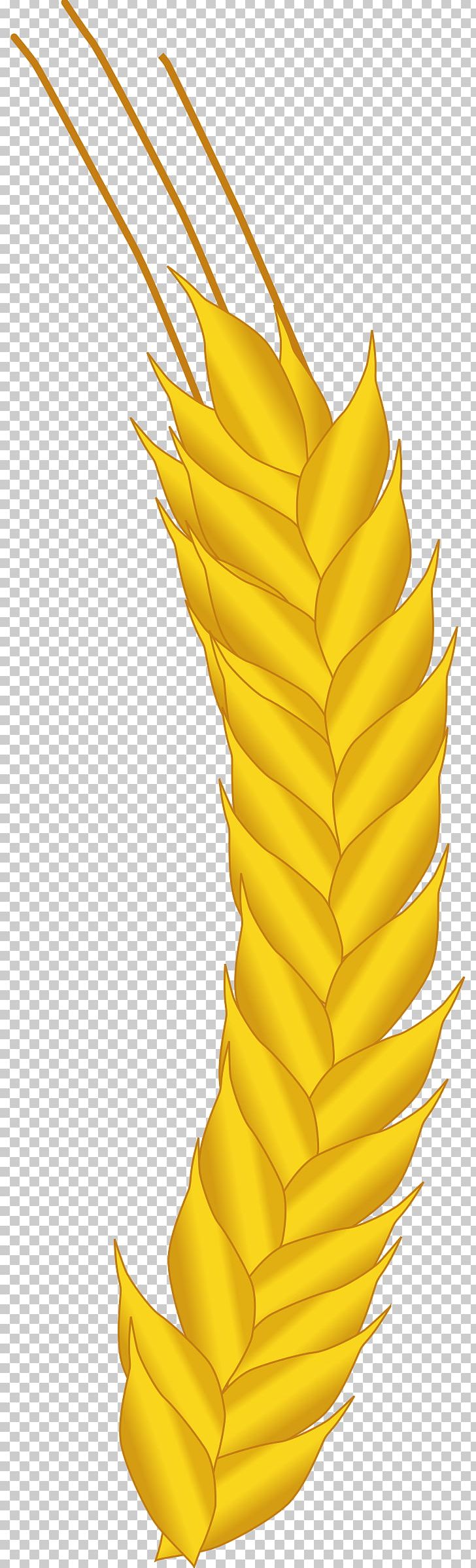 Wheat PNG, Clipart, Auricle, Commodity, Corn, Corn On The Cob, Crop Free PNG Download