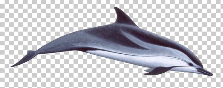 Common Bottlenose Dolphin Spinner Dolphin Striped Dolphin Short-beaked Common Dolphin Porpoise PNG, Clipart, Animals, Bottlenose Dolphin, Cetacea, Fauna, Mammal Free PNG Download