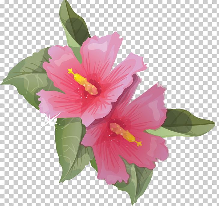 Common Hibiscus Flower PNG, Clipart, Annual Plant, Chinese Hibiscus, Common, Common Hibiscus, Cut Flowers Free PNG Download