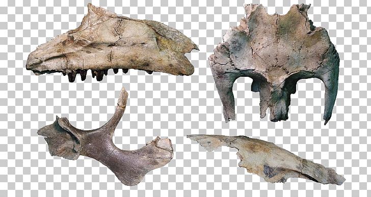 Hadrosaurus Eotrachodon Skull Siamodon Iguanodon PNG, Clipart, Bone, Dawn, Dinosaur, Fantasy, Fauna Free PNG Download