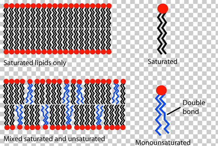 Lipid Bilayer Cell Membrane Biological Membrane Phospholipid PNG, Clipart, Angle, Area, Bilayer, Brand, Cell Free PNG Download