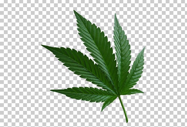 Marijuana Cannabis Sativa Cannabis Ruderalis Hemp PNG, Clipart, 420 Day, Cannabis, Cannabis Cultivation, Cannabis In California, Cannabis Ruderalis Free PNG Download