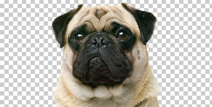 Pug Puppy Chihuahua Shih Tzu Bichon Frise PNG, Clipart, Animal, Animals, Animal Shelter, Animal Wellness Center Of Okc, Carnivoran Free PNG Download