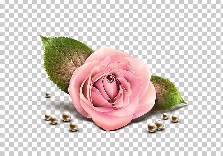 Rose Pink PNG, Clipart, Blue, Color, Computer Wallpaper, Cut Flowers, Floral Design Free PNG Download
