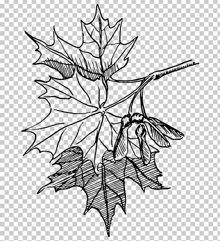 Sugar Maple Drawing Maple Leaf Line Art PNG, Clipart, Autumn Leaf Color, Black And White, Branch, Color, Coloring Book Free PNG Download