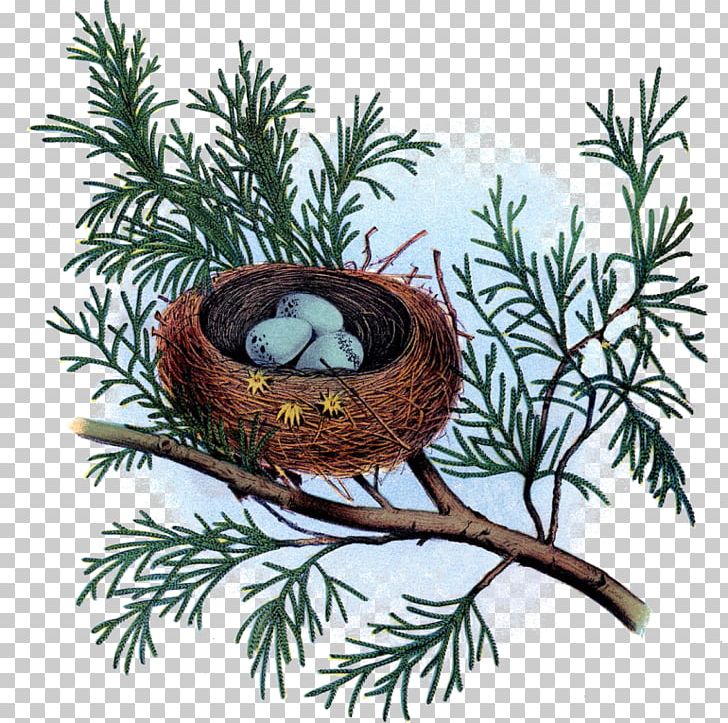 Bird Nest The Monadnock Center For History & Culture Museum PNG, Clipart, Animal, Animals, Art, Art Museum, Bird Free PNG Download