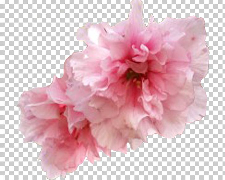 Flower Garden Roses Cherry Blossom PNG, Clipart, Aza, Blossom, Cerasus, Cherry Blossom, Computer Free PNG Download