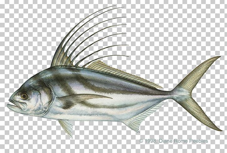 Recreational Fishing Roosterfish Sardine Striped Bass PNG, Clipart, Bony Fish, Carolina Rig, Catfish, Fauna, Fin Free PNG Download
