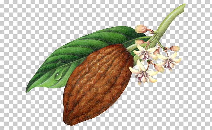 Theobroma Cacao Cocoa Bean Chocolate Botanical Illustration PNG, Clipart, Botany, Cacao, Chocolate, Cocoa Bean, Commodity Free PNG Download