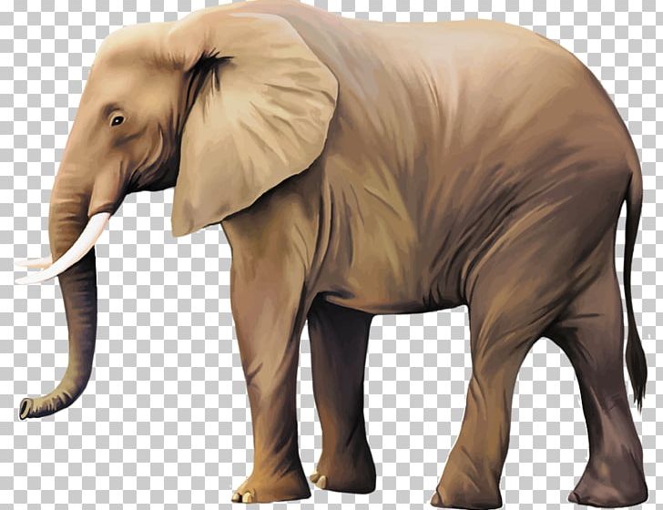 African Bush Elephant Elephants Portable Network Graphics Indian Elephant Mammal PNG, Clipart, African Bush Elephant, African Elephant, Animal, Animals, Asian Elephant Free PNG Download
