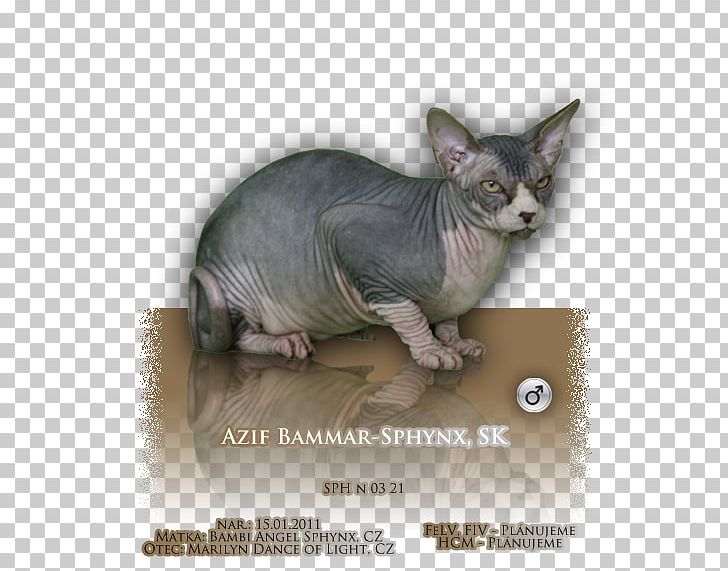 Sphynx Cat Donskoy Peterbald Ukrainian Levkoy Whiskers PNG, Clipart, Carnivoran, Cat, Cat Like Mammal, Domestic Shorthaired Cat, Domestic Short Haired Cat Free PNG Download