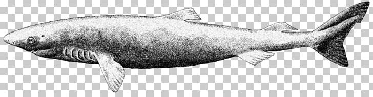 Tiger Shark Greenland Shark Pacific Sleeper Shark Atlantic Sharpnose Shark Basking Shark PNG, Clipart, Animal Figure, Fauna, Marine Biology, Marine Mammal, Megamouth Shark Free PNG Download