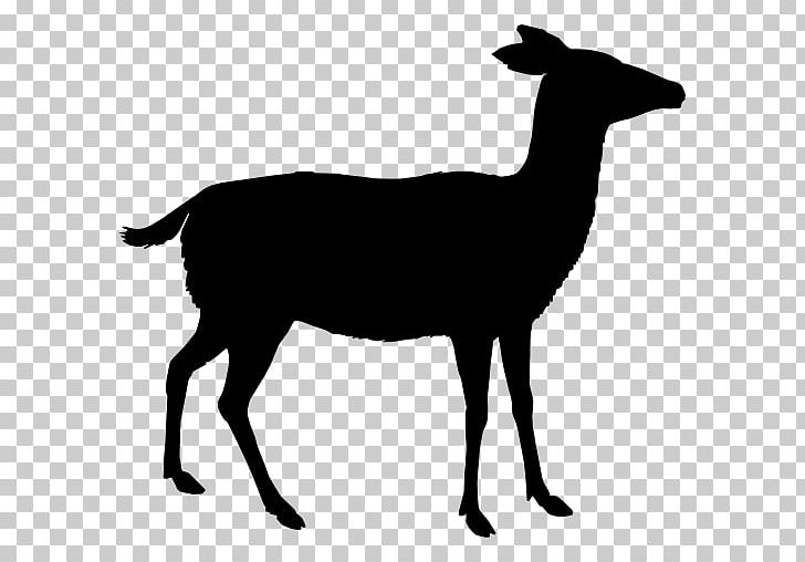 White-tailed Deer Red Deer Computer Icons Roe Deer PNG, Clipart, Animals, Antelope, Black And White, Cow Goat Family, Deer Free PNG Download