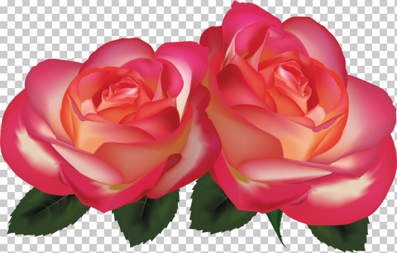 Two Flowers Two Roses Valentines Day PNG, Clipart, Annual Plant, Begonia, Camellia, China Rose, Cut Flowers Free PNG Download