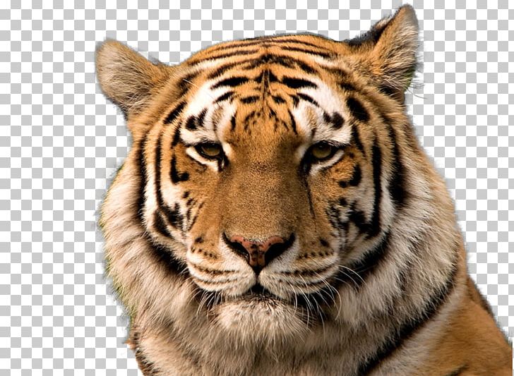Bengal Tiger Siberian Tiger Golden Tiger South China Tiger Cat PNG, Clipart, Animal, Animals, Bengal Tiger, Big Cat, Big Cats Free PNG Download