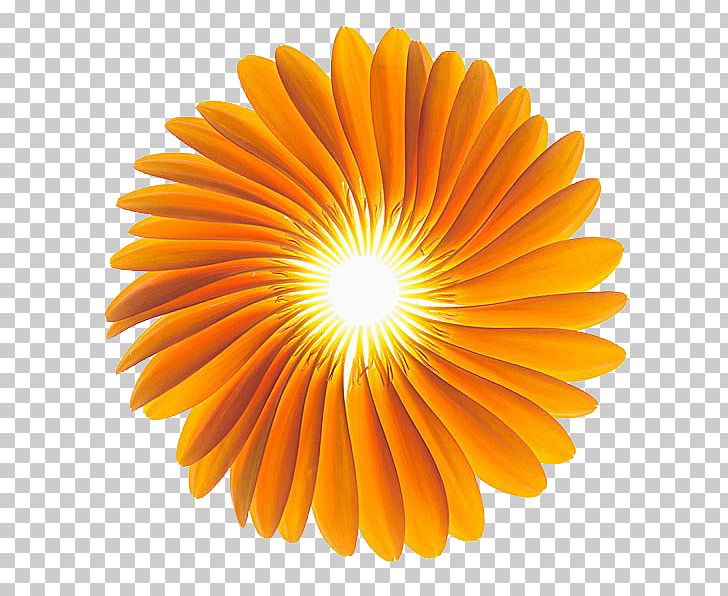 Gerbera Jamesonii Stock Photography Flower Alamy Orange PNG, Clipart, Chrysanthemum, Closeup, Common Daisy, Coral Pink Gerbera, Daisy Family Free PNG Download