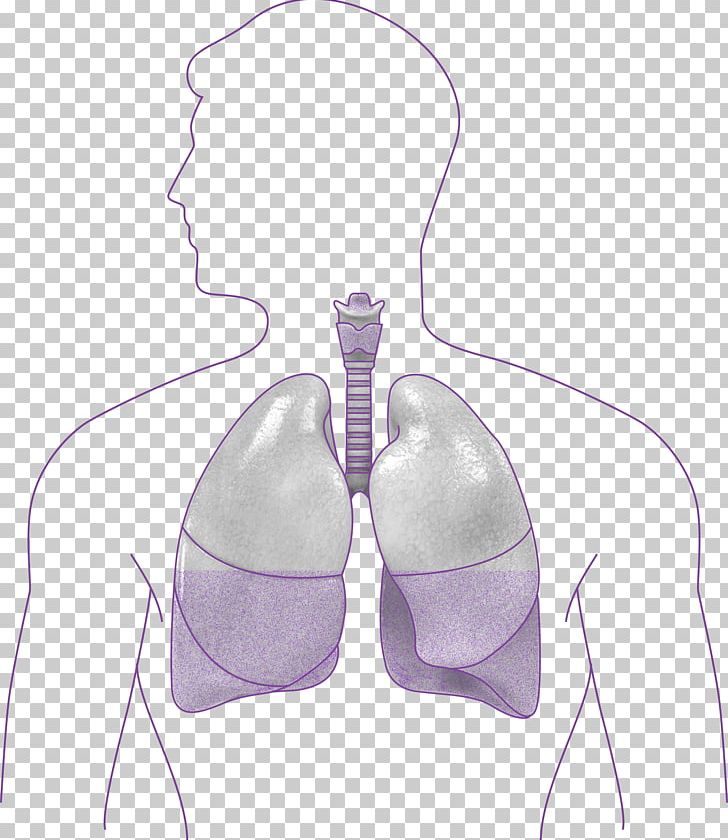 Shoulder PNG, Clipart, Ear, Human Lungs, Joint, Lilac, Neck Free PNG Download