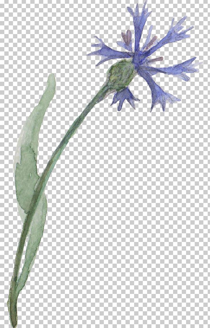 Drawing Watercolor Painting Flower Blue PNG, Clipart, Blue, Branch, Chicory, Computer Icons, Drawing Free PNG Download