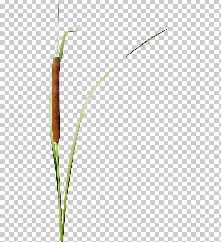 Grasses Herbaceous Plant Plant Stem Lawn PNG, Clipart, 2017, Advertising, Cim, Cim Resimleri, February Free PNG Download
